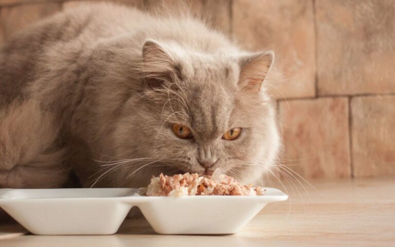 La pâtée pour chat