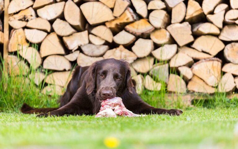 Le Raw Feeding pour le chien