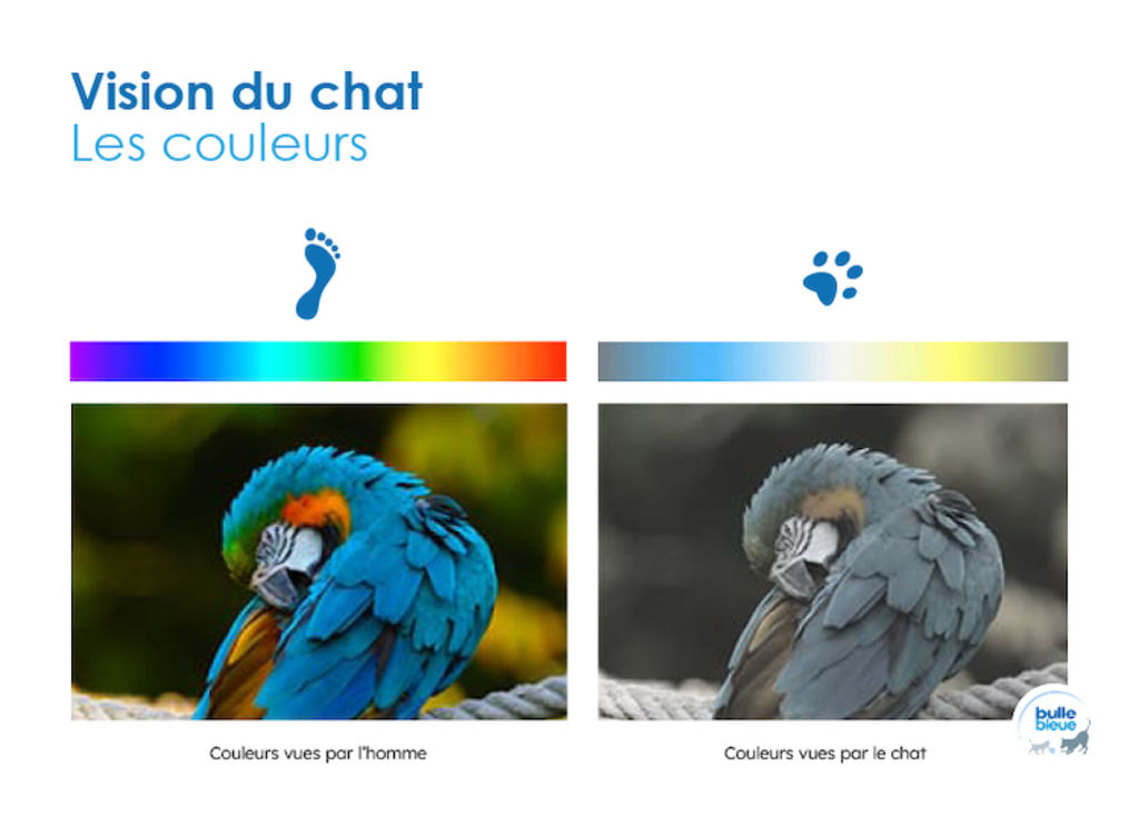 230728_Infographie_CommentVoitChat
