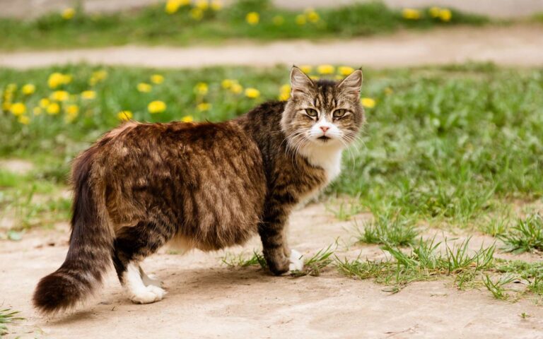L’alimentation de la chatte en gestation