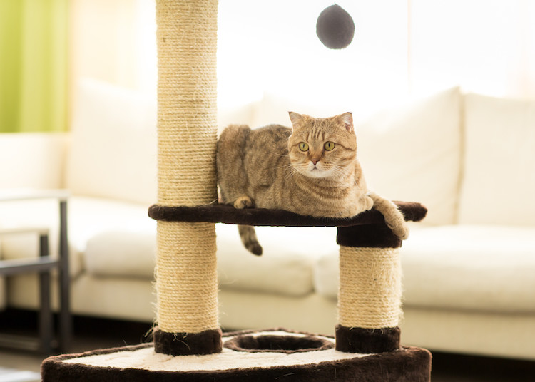 arthrose chat exercices et  activit&eacute;s