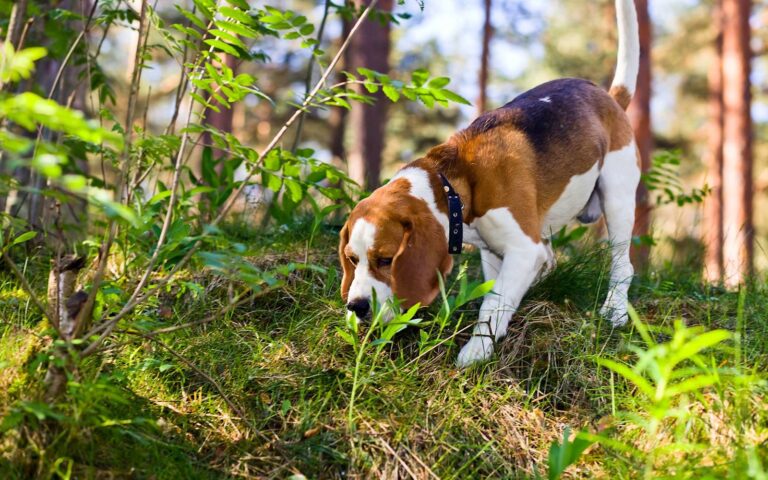 La chenille processionnaire, un danger pour votre chien
