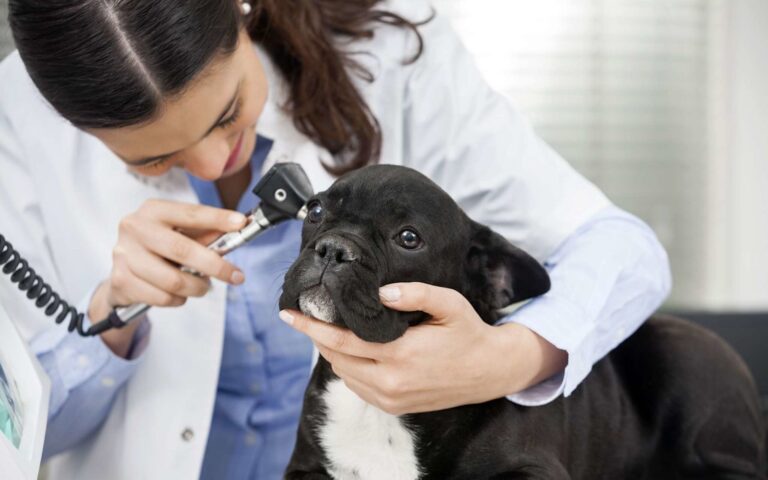 Gale des oreilles chez le chien : prévention et traitement