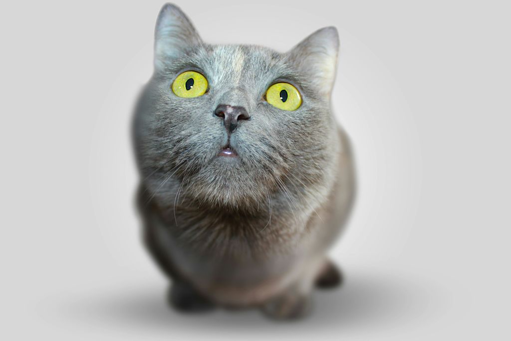 Chat qui regarde en haut