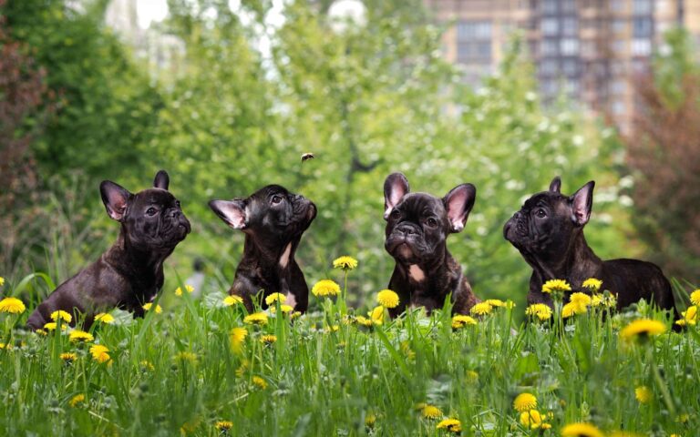 Piqûres d&rsquo;insectes chez le chien : comment réagir ? 