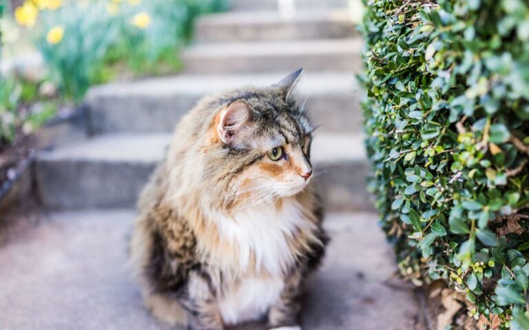 Comment soulager et prévenir l’arthrose du chat