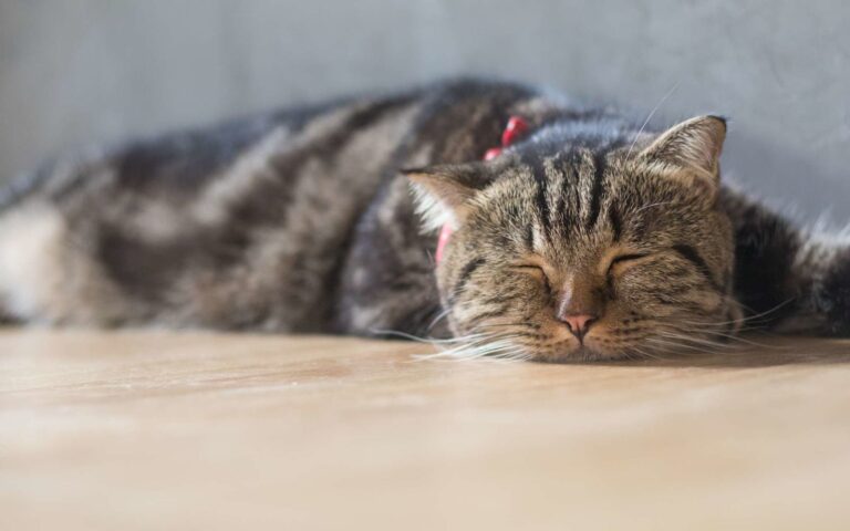 Typhus chez le chat : une maladie mortelle