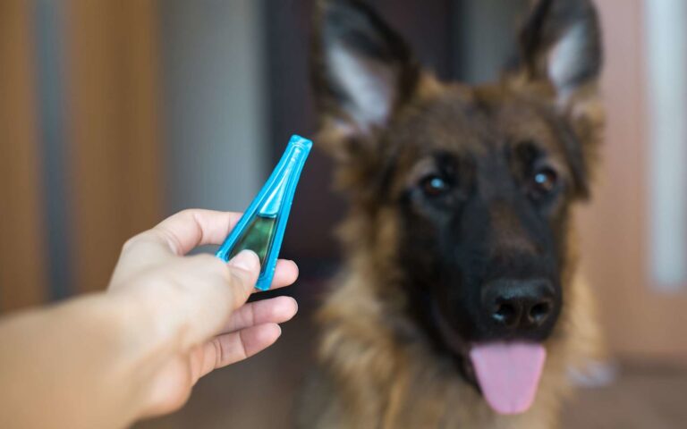 Pourquoi vermifuger son chien et comment utiliser efficacement un vermifuge ? 