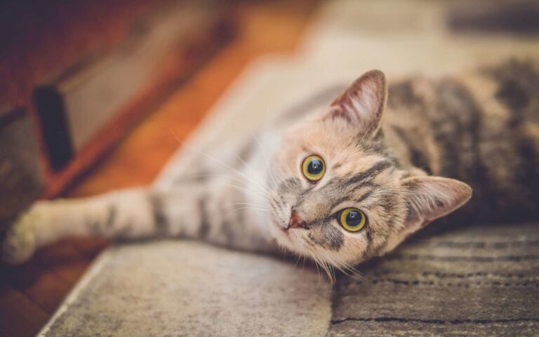 La vision du chat