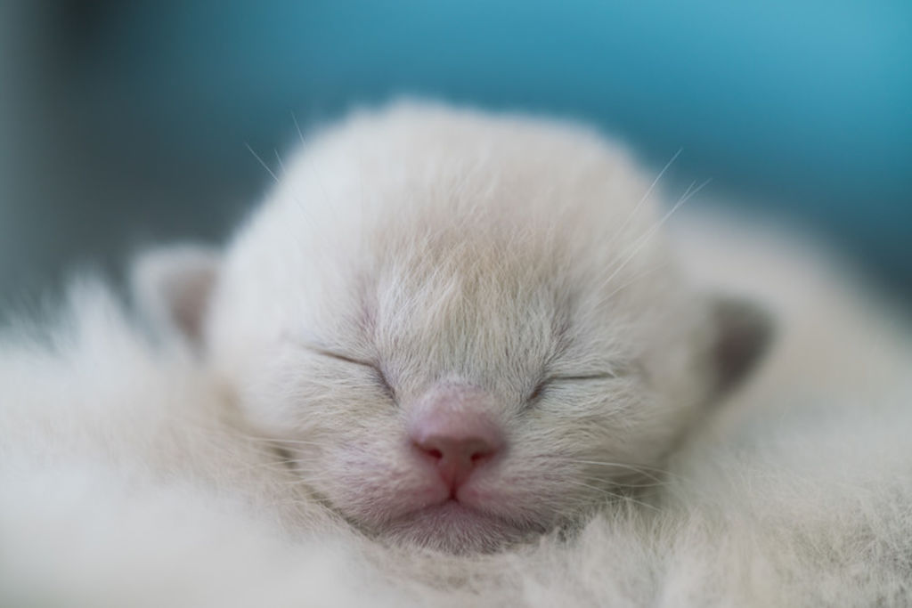 vision du chaton