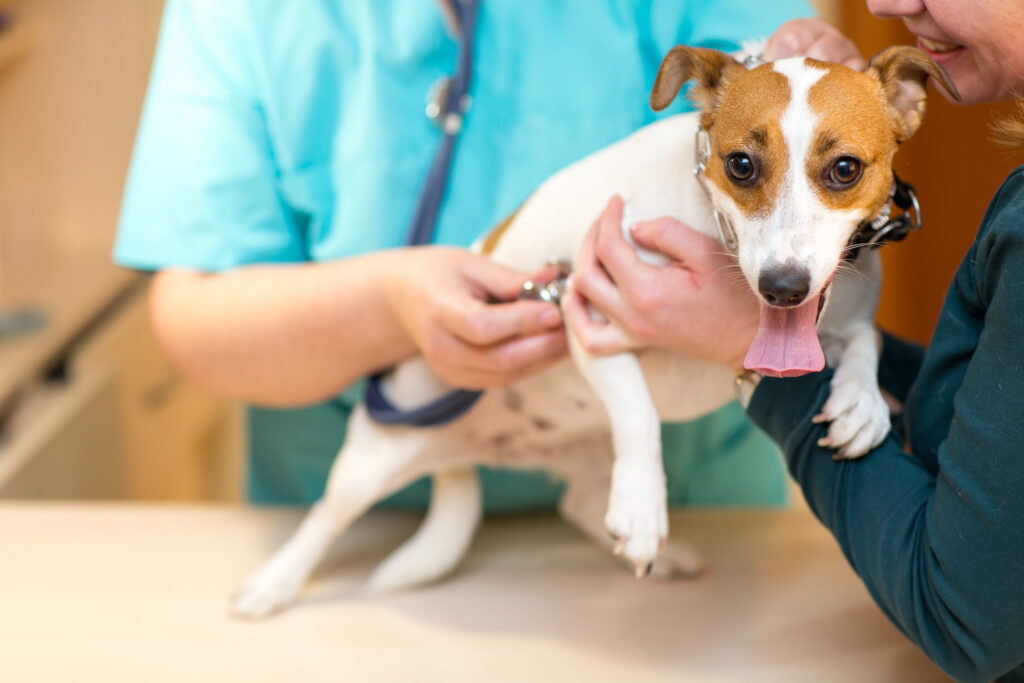 chien ausculté par le vétérinaire