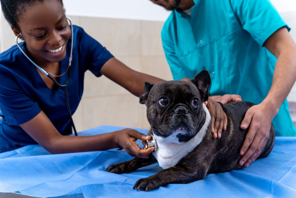 chien ausculté par la vétérinaire