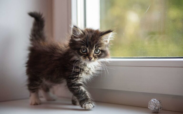 Comment bien accueillir son chaton dans son nouveau foyer ?