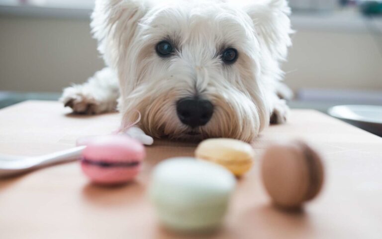 Diabète chez le chien : comment le traiter ?