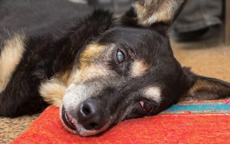 L’épilepsie chez le chien