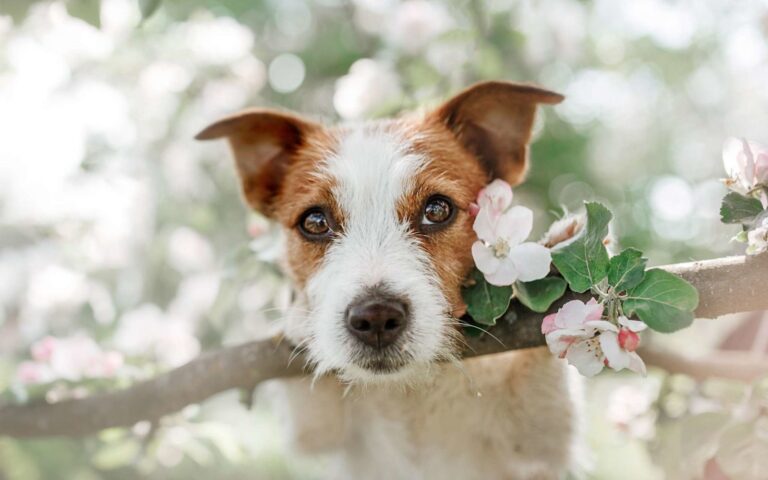 Peut-on soigner son chien avec des Fleurs de Bach ? 