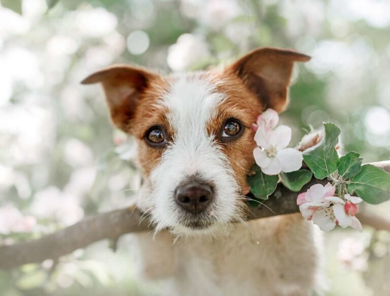 Peut-on soigner son chien avec des Fleurs de Bach ?