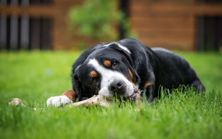 Quelle alimentation en fonction de la taille de mon chien ?
