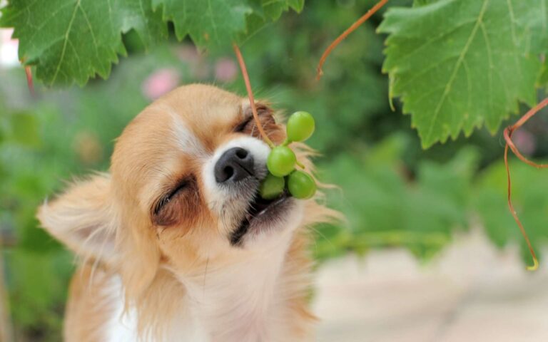 Quels sont les symptômes d&rsquo;une intoxication par le raisin chez le chien ?