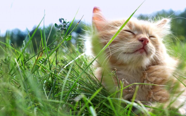 Le réflexe vermifugation chez le chat