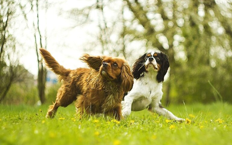 Le souffle cardiaque chez le chien
