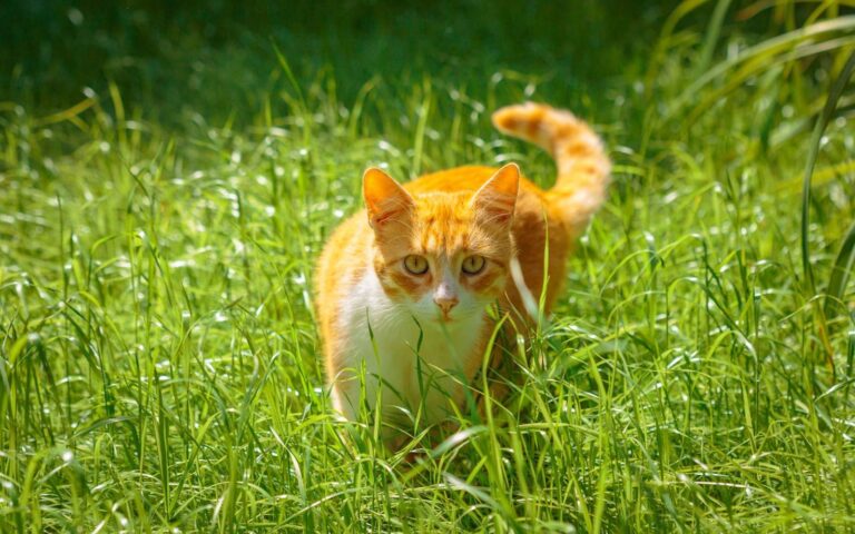 Toxoplasmose chez le chat : symptômes et traitement