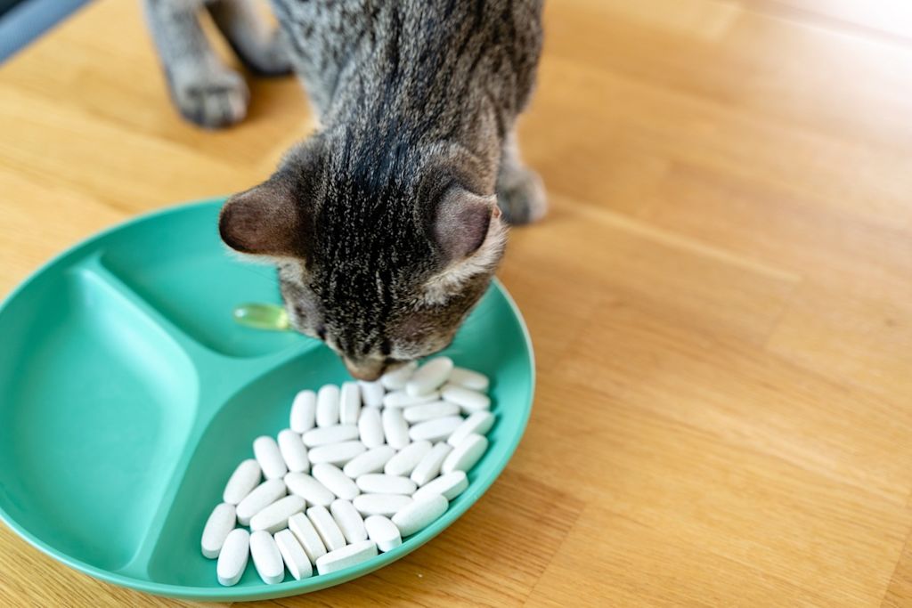 M&eacute;dicaments chat