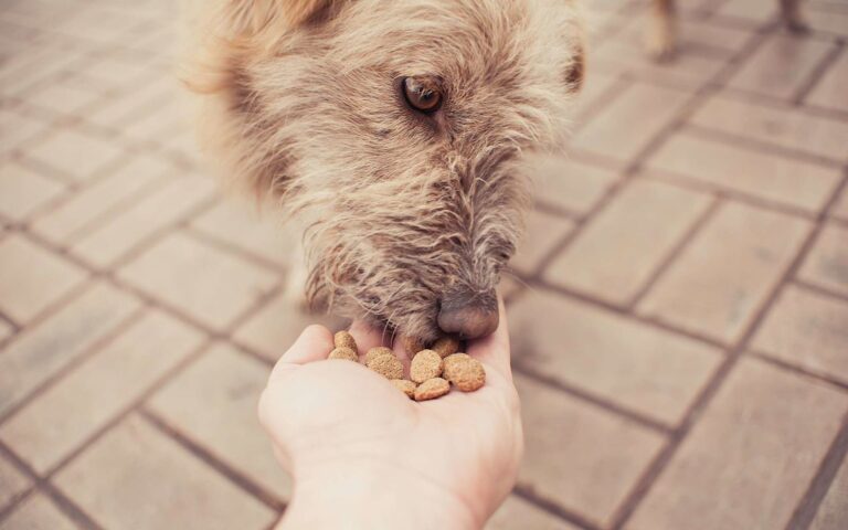 L’alimentation du chien âgé