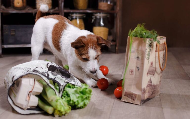 L’alimentation ménagère ou domestique pour le chien