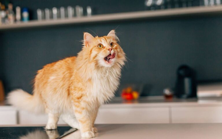 Qu&rsquo;est-ce qui est du poison pour le chat ?