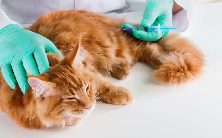 Le cancer chez le chat : reconnaître et traiter