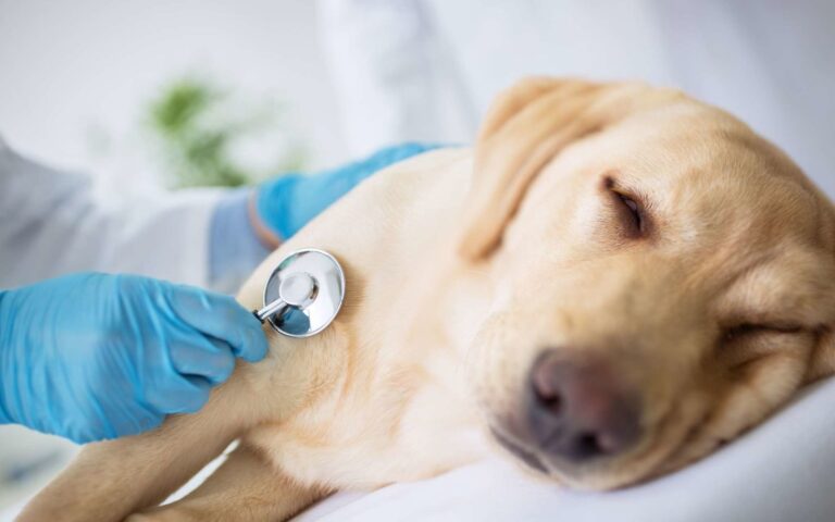 Combien de temps le chien peut-il vivre avec une tumeur ?