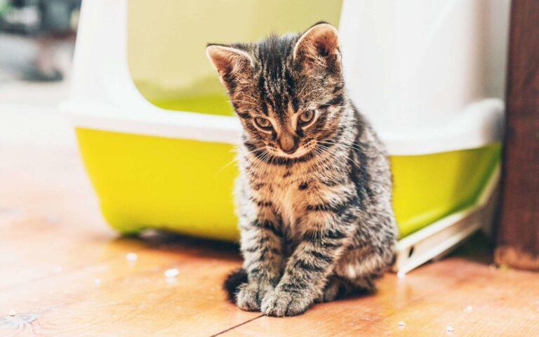Chat constipé, quand faut-il s&rsquo;inquiéter ?