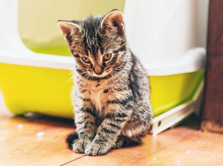 Chat constipé, quand faut-il s’inquiéter ?