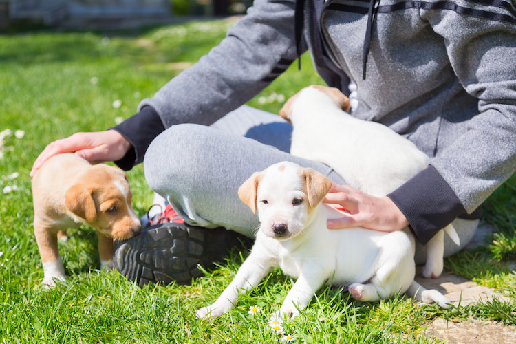 pr&eacute;vention maladie de Carr&eacute; chez le chiot