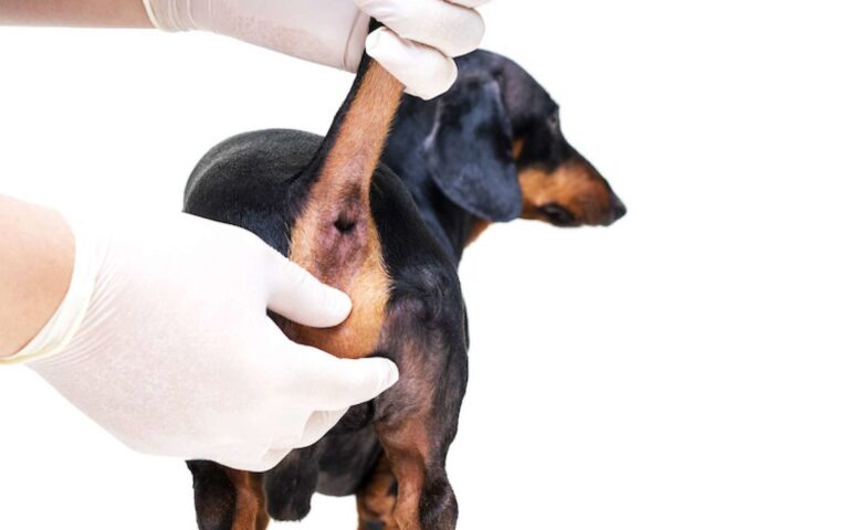 Glandes anales du chien : pourquoi, quand et comment les purger ? 