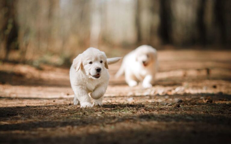Maladie de Carré chez le chien : un vaccin existe