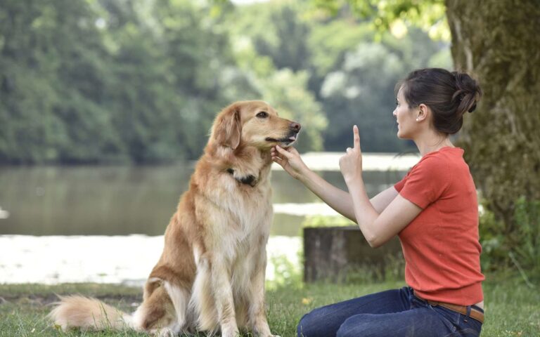 Comment bien éduquer son chien ? Les principes de bases