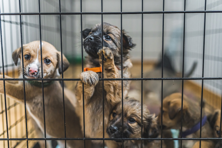 transmission maladie de Carr&eacute; chez le chien