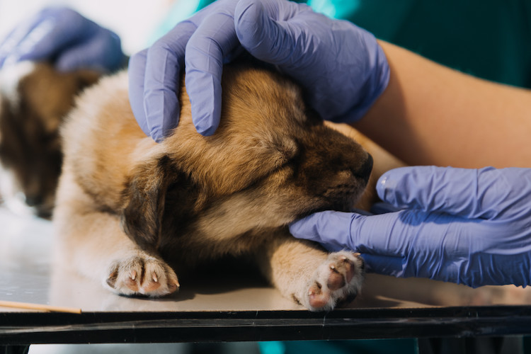 vaccin maladie de Carr&eacute; chez le chien