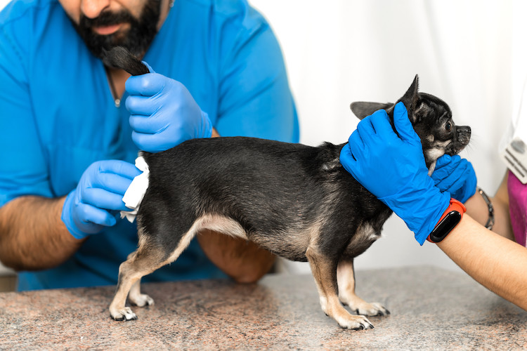 vidange des glandes anales du chien chez le v&eacute;t&eacute;rinaire