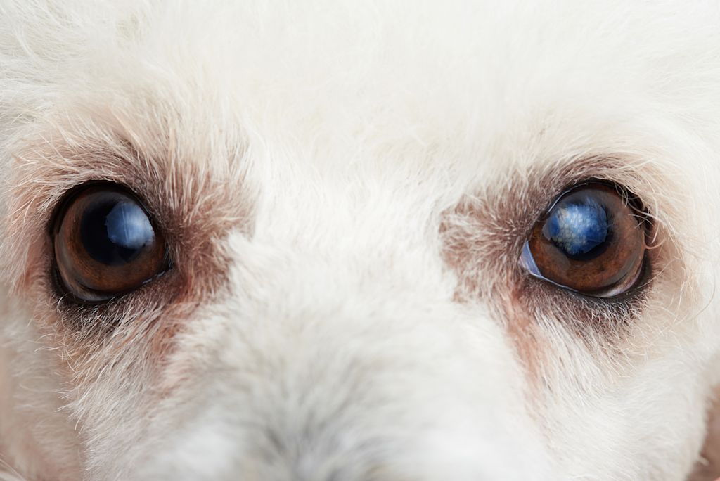 maladie yeux chien blanc