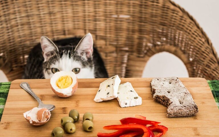 10 aliments toxiques pour les chats