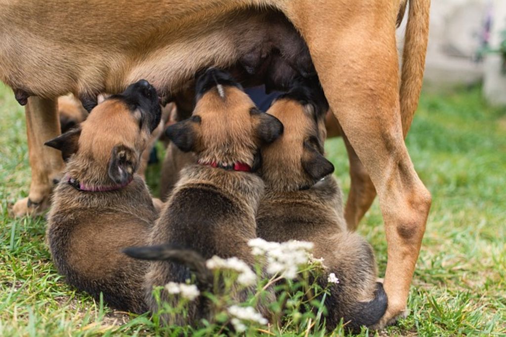 allaitement des chiots