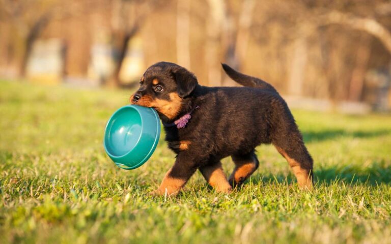 Comment bien réussir le sevrage de votre chiot ?