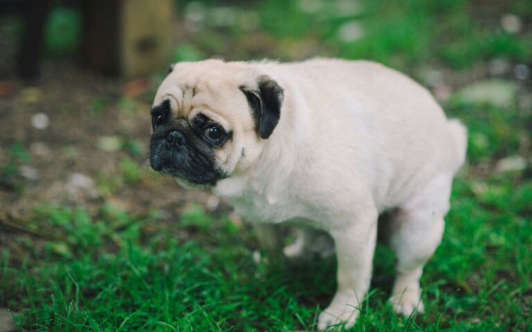 La constipation chez le chien, que faire ?