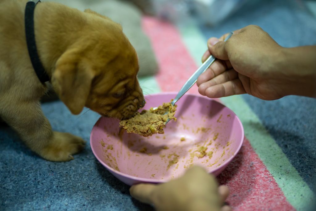 Chiot qui mange