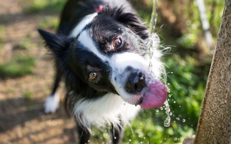 Quels sont les besoins en eau d&rsquo;un chien ?