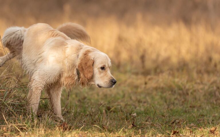 Reconnaître et traiter l&rsquo;infection urinaire chez le chien