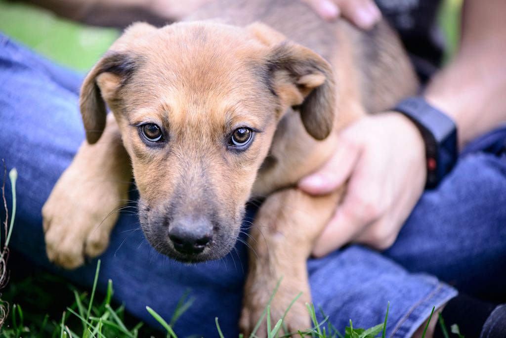 chiot